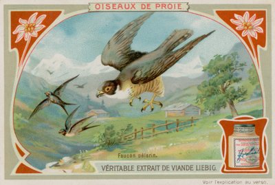 Halcón Peregrino de European School