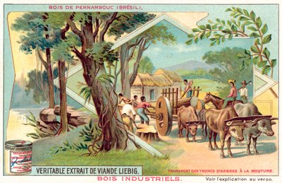 Árbol de Pernambuco de European School