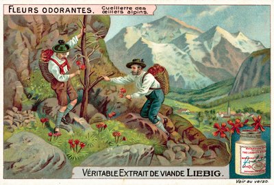 Recolectando dianthus alpino de European School