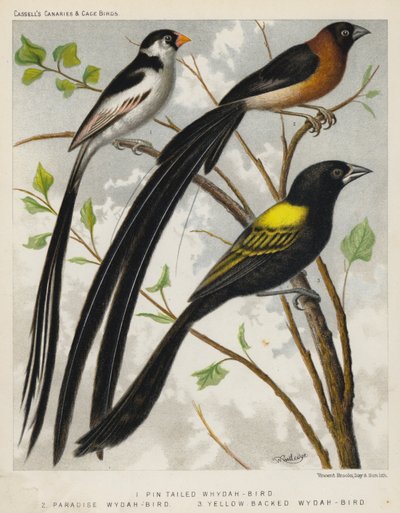 Pájaro de cola de alfiler, Pájaro Wydah del Paraíso, Pájaro Wydah de dorso amarillo (litografía en color) de European School