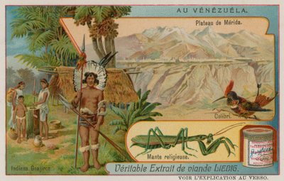 Meseta de Mérida con colibrí y mantis religiosa y Wayu indios de European School