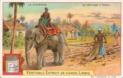Arado de elefante, Ceilán, tarjeta Liebig, principios del siglo XX (cromo) de European School