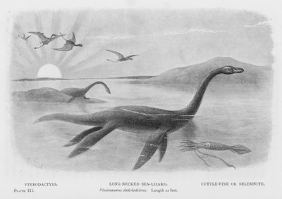 Pterodáctilos, Lagarto marino de cuello largo, Plesiosaurus dolichodeirus, Longitud 22 pies, Calamar o Belemnita de European School