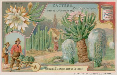 Reina de la Noche, Príncipe Leuchtenberg y Cactus de Barba Gris de European School
