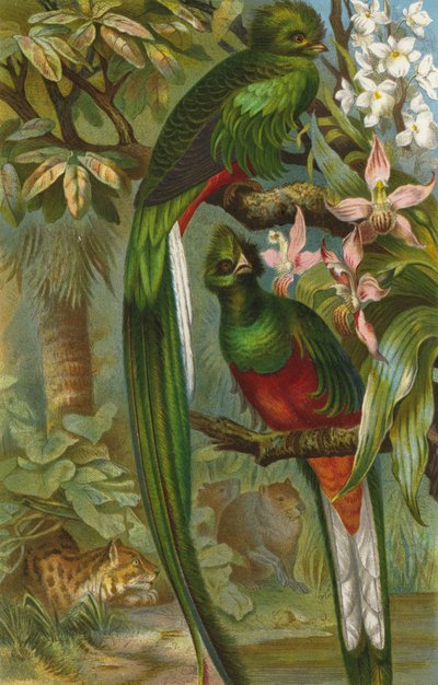 Quetzal de European School