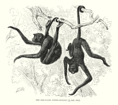 Mono araña de cara roja (grabado) de European School