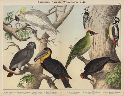 Escansores, loros, pájaros carpinteros de European School