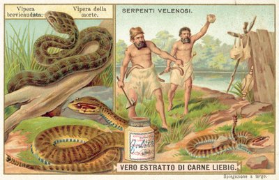 Víbora de cola corta y serpiente de la muerte común de European School