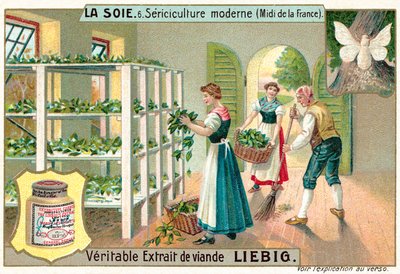 Producción de seda en el sur de Francia de European School