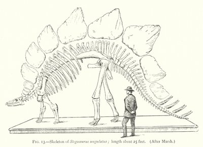 Esqueleto de Stegosaurus ungulatus de European School