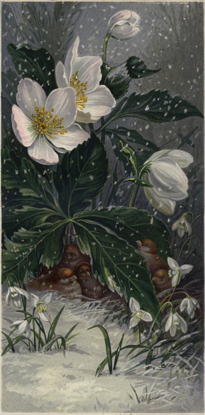 Gorriones protegiéndose de la nieve bajo una planta en flor (litografía en color) de European School