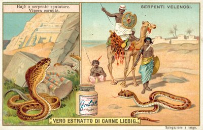 Cobra escupidora y víbora cornuda de European School
