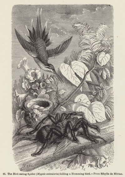 La araña comedora de aves (Mygale avicularia) matando a un colibrí de European School