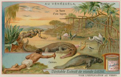 Las criaturas de la laguna con un caimán y un manatí y un árbol de mangle de European School