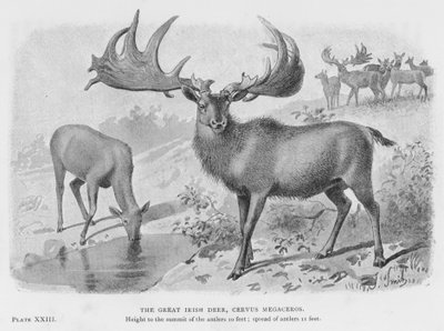 El gran ciervo irlandés, Cervus Megaceros de European School