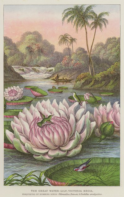 El gran lirio de agua, Victoria Regia de European School