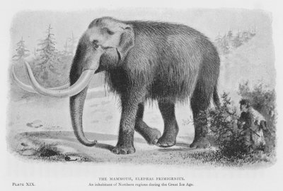 El mamut, Elephas Primigenius de European School