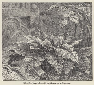 La Mandrágora, Atropa Mandragora, Linnaeus de European School