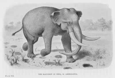 El mastodonte de Ohio, M Americanus de European School