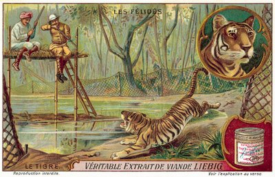 Tigre de European School