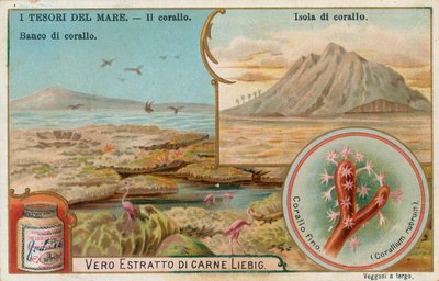 Tesoros del mar, tarjeta Liebig, principios del siglo XX (cromo) de European School