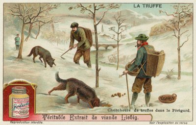 Cazadores de trufas en Périgord en Francia de European School