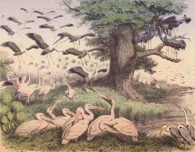 Varias aves africanas (litografía en color) de European School