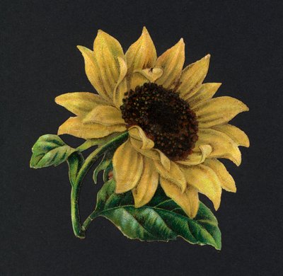 Recortes victorianos: Girasol de European School