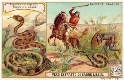 Serpiente mocasín de agua y serpiente de cascabel de European School