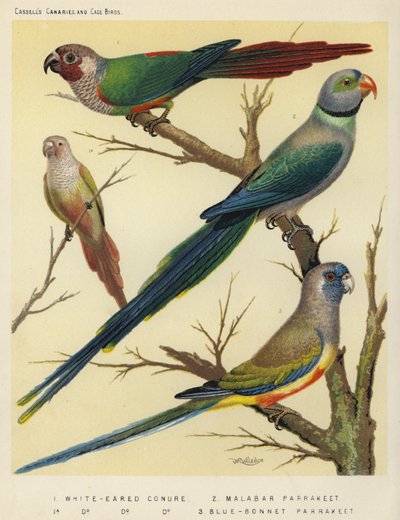 Cotorra de Orejas Blancas, Periquito Malabar, Periquito Blue-Bonnet de European School