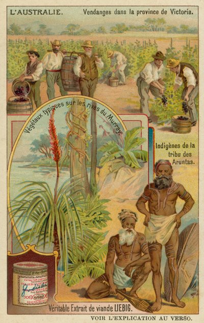 Viticultores en Victoria, aborígenes Aranda y plantas típicas a lo largo de las riberas del río Murray de European School