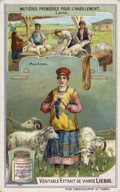 Lana: oveja de European School