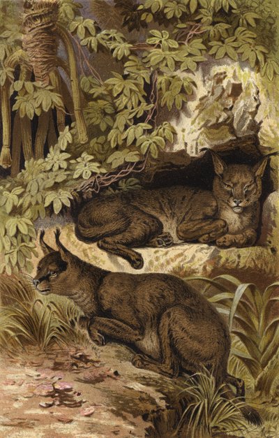 Lince del desierto de European School