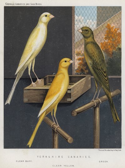 Canarios de Yorkshire, Buff Claro, Verde, Amarillo Claro de European School