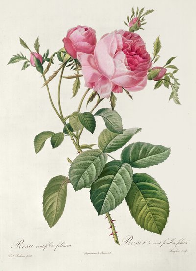 Thory, las rosas, Rosa Centifolia Foliaca de Eustache Hyacinthe Langlois