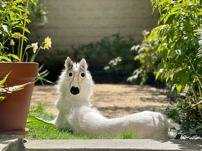 Backwards Dog Brooklyn (arte digital) de Evan Sklar
