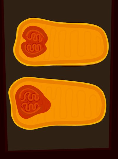 Calabaza Butternut (arte digital) de Evan Sklar