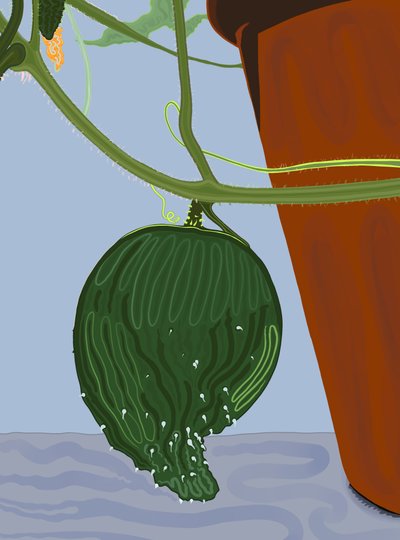 Pepino en maceta, Brooklyn (arte digital) de Evan Sklar