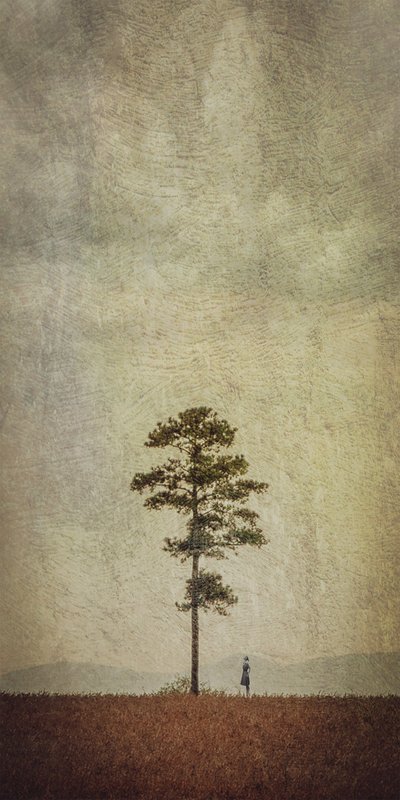 Campo del Árbol Solitario de Evgenii Novichikhin