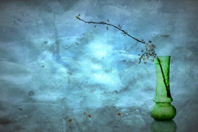 Flores azules y tranquilas de Eyal Amer