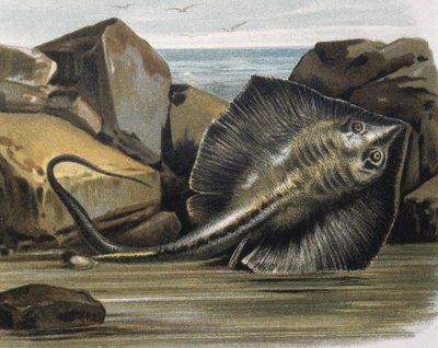 Mantarraya común (Trygon pastinaca). de F. (after) Padro