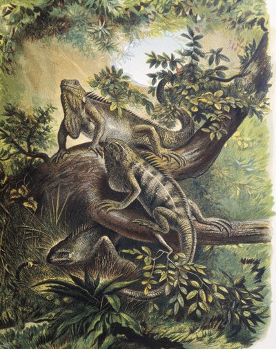 Iguanas. Especie de lagarto. Grabado sobre dibujo de F.Padro. de F. (after) Padro