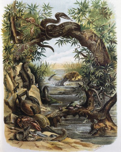 Reptiles y Crustáceos. Grabado a partir de un dibujo de F. Padro. de F. (after) Padro