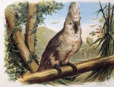 Cacatúa blanca. Grabado a partir de un dibujo de F.Padro. de F. (after) Padro