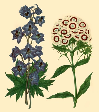Espuela de caballero y clavel: Delphinium elatum y Dianthus barbatus de F Sansom