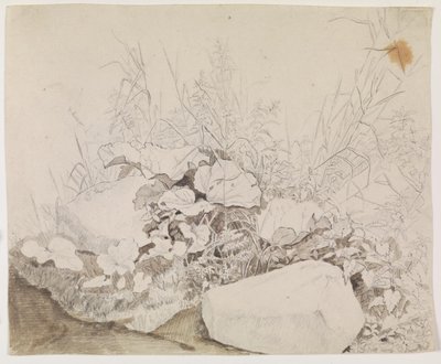Plantas y rocas (detalle) de F. Sødring