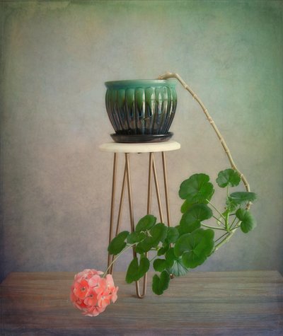 Geranio rastrero en flor de Fangping Zhou