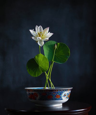 Serenidad del Loto Blanco de Fangping Zhou
