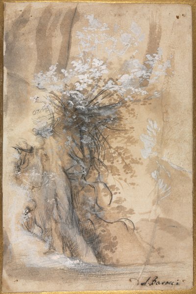 Flowering Bush above an Eroded Bank de Federico Barocci