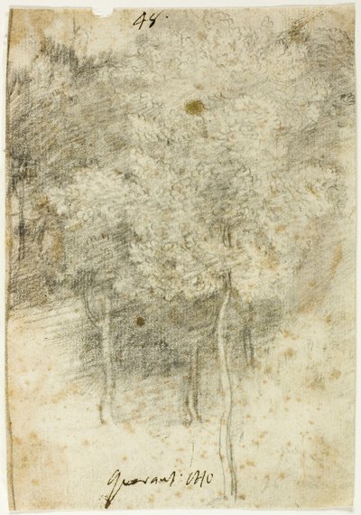 Arboleda de Federico Barocci